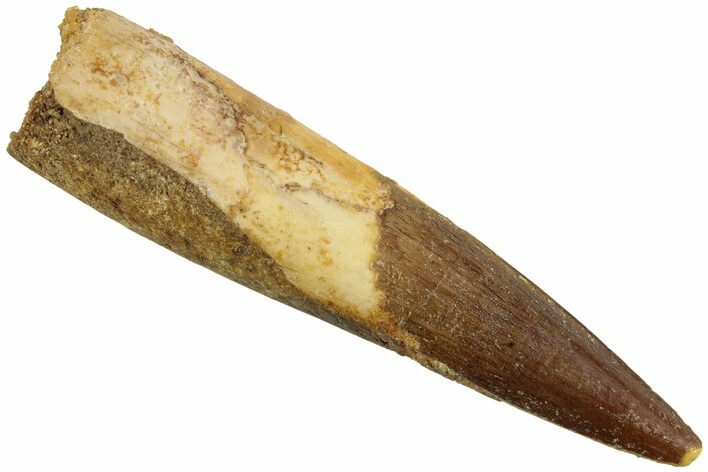 Fossil Spinosaurus Tooth - Real Dinosaur Tooth #230711